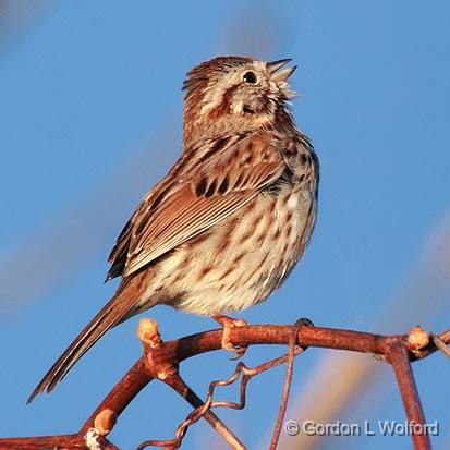 Singing Sparrow_24991.jpg - Song Sparrow (Melospiza melodia) photographed near Jasper, Ontario, Canada.